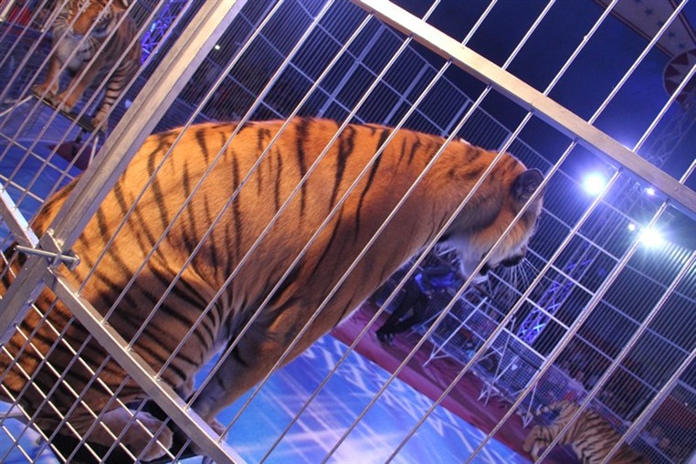 Atlantis Circus